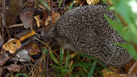 Wild Hedgehog Moves Around in the Forest Stock Footage 102347812