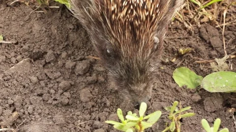 Wild hedgehog in nature 스톡 동영상 221031591