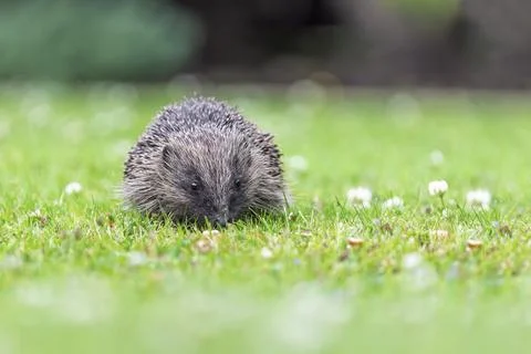 Wild Hedgehog Portrait Facing Camera on Green Lawn Stock Photos