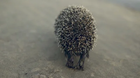 Wild hedgehog runs on the sand Stockbeeldmateriaal 113972343