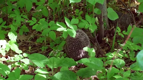 A wild hedgehog slowly moving through green grass Stock Footage 312315619