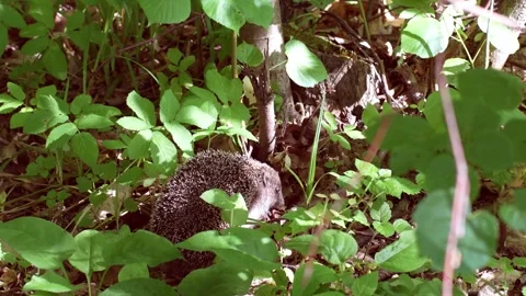 A wild hedgehog slowly moving through green grass Stock Footage 312315621