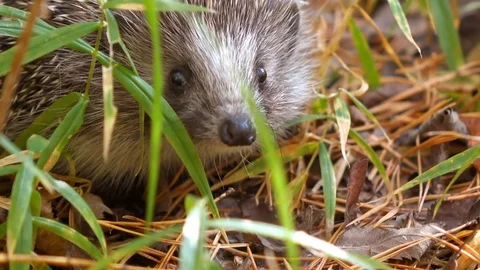 Wild Hedgehog is Smelling Something in the Forest Video stock 102347836