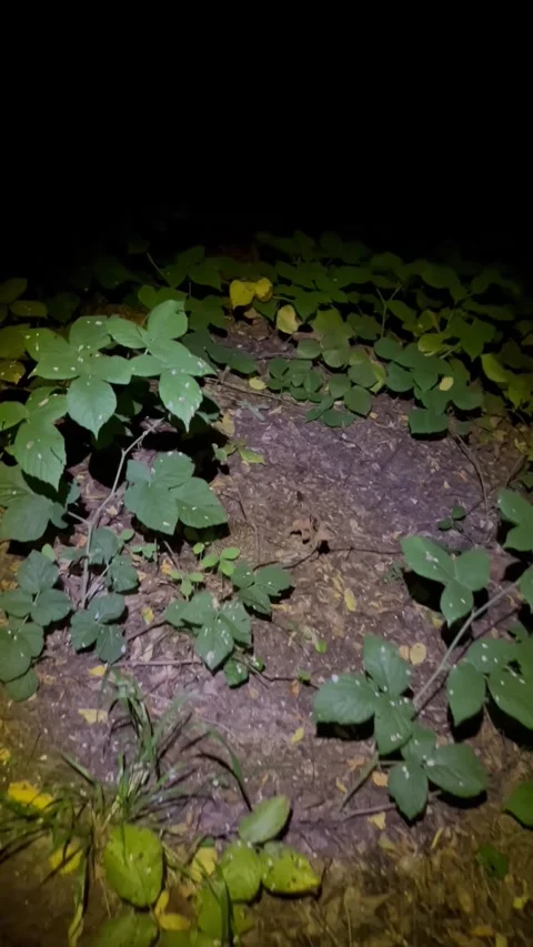 Wild Hedgehog Walking Through Forest Vegetation at Night Stock Footage 345023141