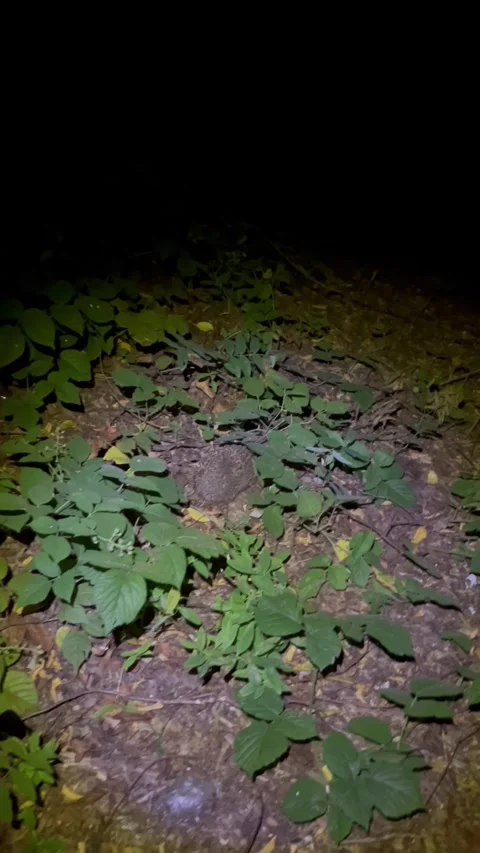 Wild Hedgehog Walking Through Forest Vegetation at Night Stock Footage 345023145
