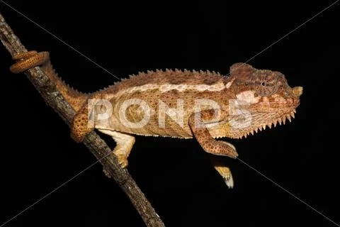 A WILD Helmeted Chameleon reaches out from a tree branch in Kenya, Africa. Stock-Fotos
