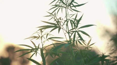 Wild hemp bush in the rays of the setting sun. Stock Footage 142187596