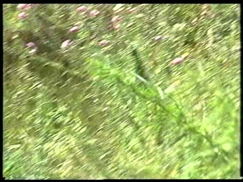 Wild Hemp Stock Footage 342687844