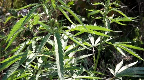 Wild hemp grows on nature Stock Footage 8556922
