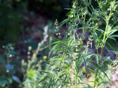 Wild hemp Stock Photos