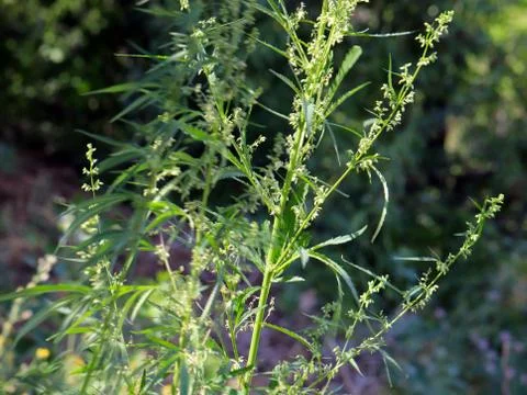 Wild hemp Stock Photos