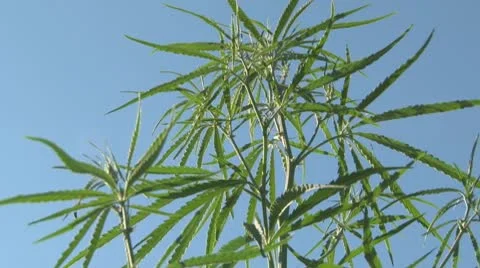 Wild Hemp plant Video stock 8955580