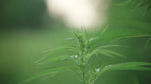 Wild hemp stalk in a field at sunset. Close-up. Stock Footage 142187619