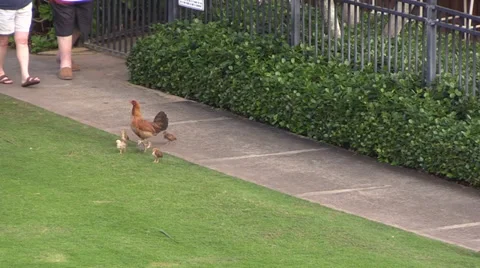 Wild hen and chicks Stock Footage 35174090