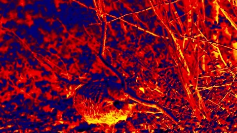 Wild hen infrared Stock Footage 148282979