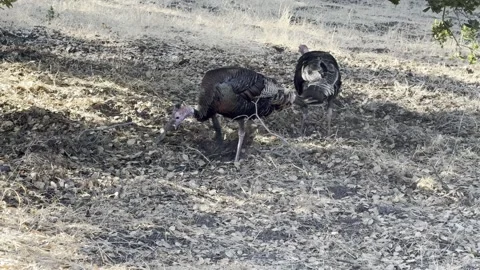 Wild hen turkeys scratch through leaf litter for food Stock Footage 322550428