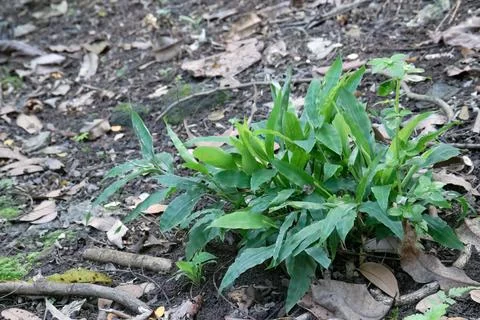 Wild herb patch on natural tropical forest soil Stock Photos