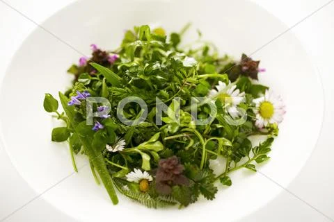 Wild herb salad Stock Photos