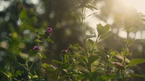 Wild herbaceous plants with small purple button-like flowers and serrated g.. Stock Footage 345636033