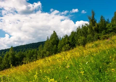 Wild herbs on a hillside Stock Photos
