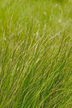 Wild herbs in a meadow Stock Photos
