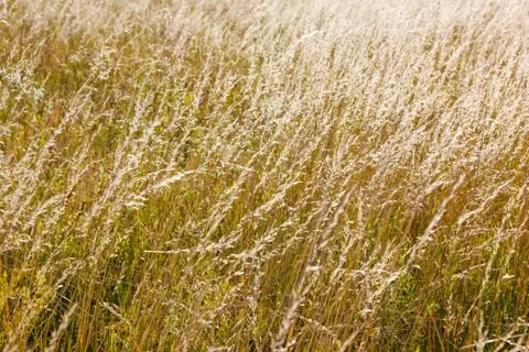 Wild herbs 스톡 사진