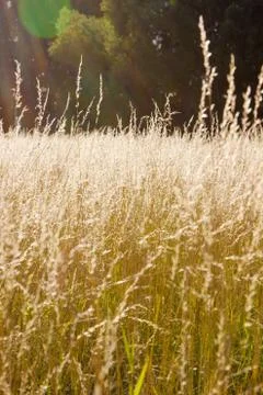 Wild herbs 스톡 사진