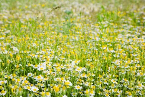 Wild herbs Foto stock