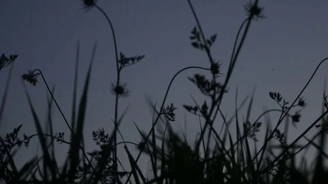 Wild Herbs Plants Running Child Running Sunset Backlit Silhouette Stock Footage