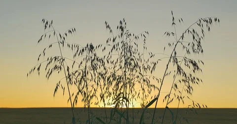 Wild herbs view of sunset background. Video stock 77525628