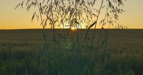 Wild herbs view of sunset or dawn background. Vertical panning. Stock Footage 77525538