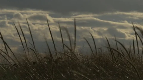 Wild herbs in the wind Stock Footage 73763308