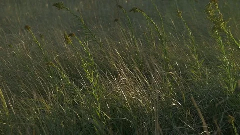 Wild herbs in the wind Stock-Footage 73889507