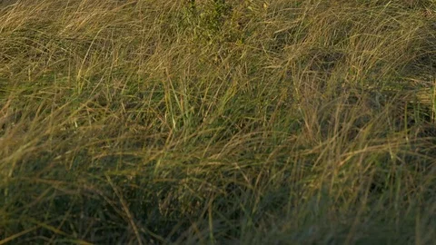 Wild herbs in the wind Stock-Footage 73889587