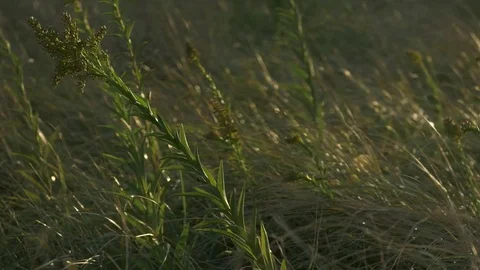 Wild herbs in the wind Stock Footage 73889619
