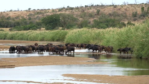 A wild herd of African buffalo is drinking from a river Stock Footage 249371254