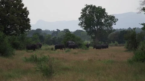 Wild herd of elephants walking in sri lankan national park 動画素材 337766248
