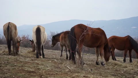 Wild herd of horses Stock Footage 158903908