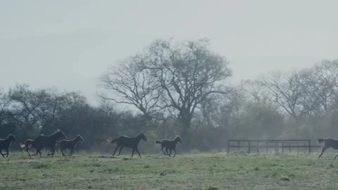 Wild herd of horses galloping across a misty pasture kicking up dust 스톡 동영상 343573605