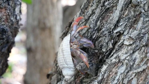 Wild Hermit Crab Climbing a Tree in Dry Tortugas National Park Stock Footage 104758700