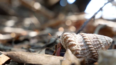 Wild Hermit Crab Crawling on Grass in Dry Tortugas Stock Footage 104752423
