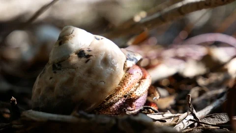 Wild Hermit Crab Crawling in the Leaves - Dry Tortugas National Park Stock Footage 104757648