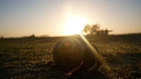 Wild Hermit Crab Crawling in the Sand During Sunrise Stock Footage 104720949