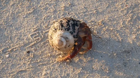 Wild Hermit Crab Crawling in the Sand in Dry Tortugas Stock Footage 104721605