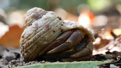 Wild Hermit Crab Wakes Up, Crawls Out of Shell - Dry Tortugas Stock Footage 104698930