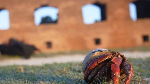 Wild Hermit Crab Waking Up Outside Fort Jefferson in Dry Tortugas Stock Footage 104721458