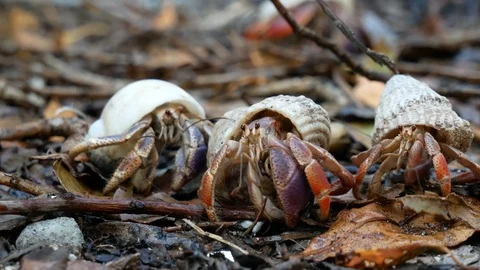 Wild Hermit Crabs Interacting in Dry Tortugas Stock Footage 104746584