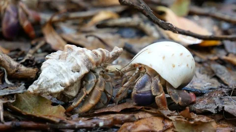 Wild Hermit Crabs Interacting With Each Other - Dry Tortugas Stock Footage 104744060