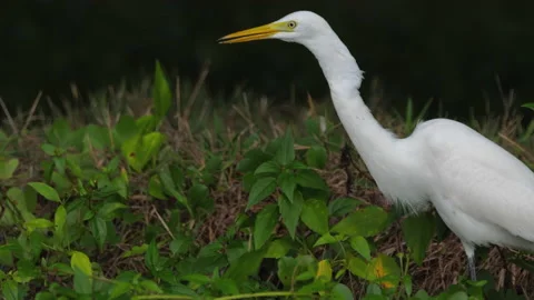 Wild heron caught a lizard Stock Footage 236768253