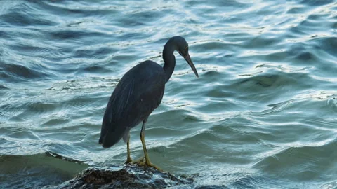 Wild heron looking for prey Stock Footage 222423769